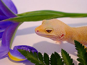 my albino patternless female!