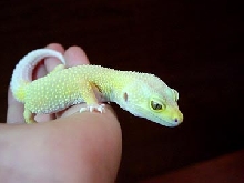 Albino Patternless