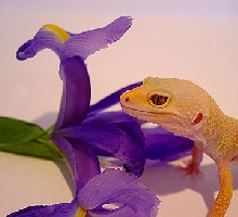 my albino patternless female!
