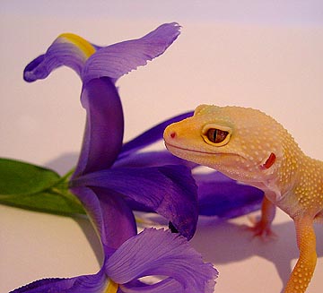 my albino patternless female!