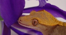 crested