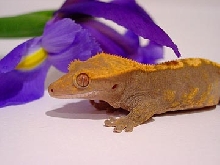 crested