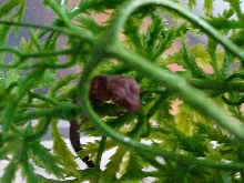 High Red Minutes after birth! First CB Herp!