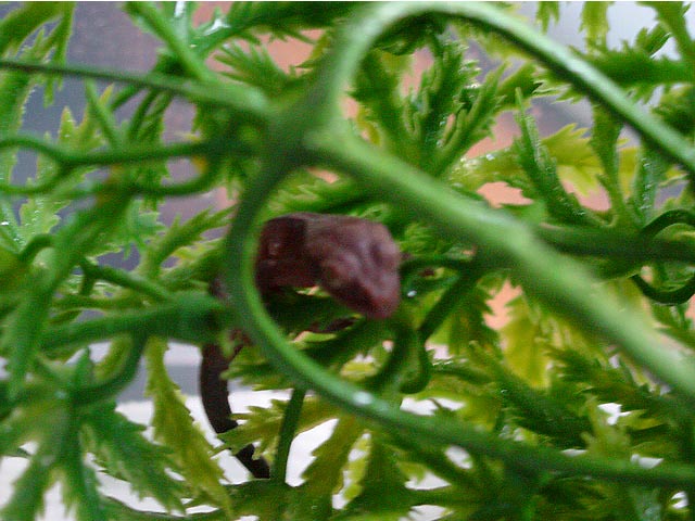 High Red Minutes after birth! First CB Herp!