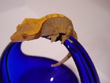 crested