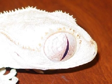 crested