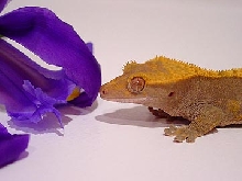 crested