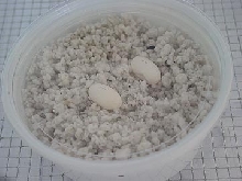 My first clutch!