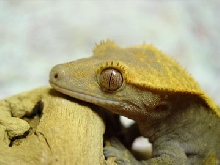 crested
