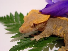 crested