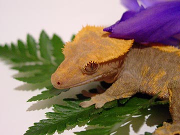 crested