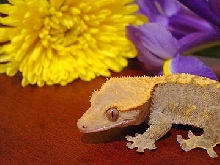 crested