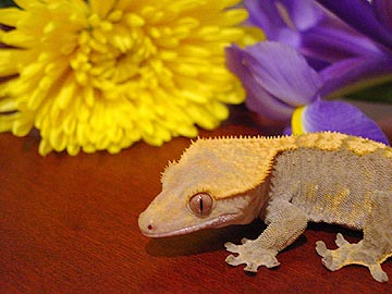 crested