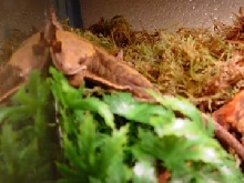 Male Crested