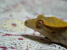 crested