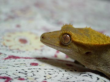 crested