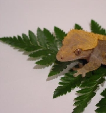 crested