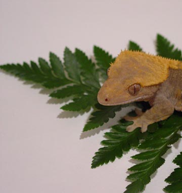 crested