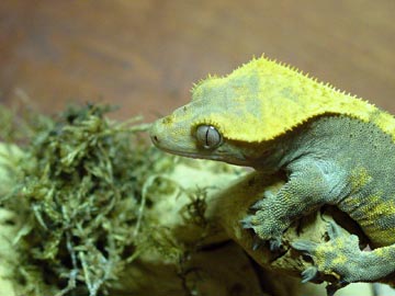 crested
