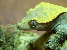 crested