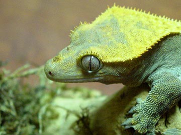 crested