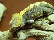 crested