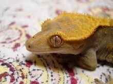 crested