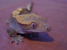 crested
