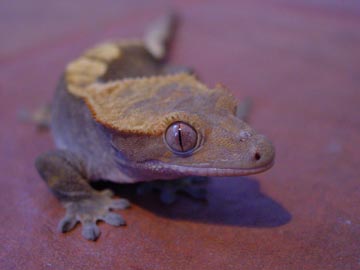 crested