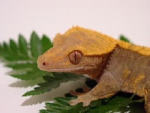 crested