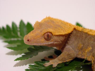 crested