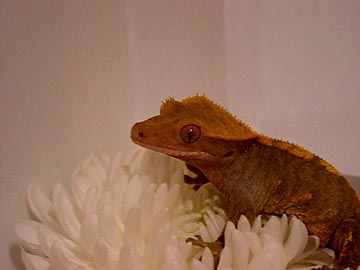 crested