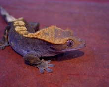 crested