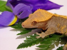 crested