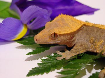 crested