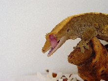 Female Crested