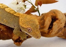 Female Crested