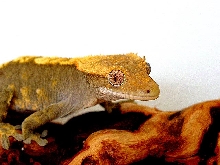 Nice Female