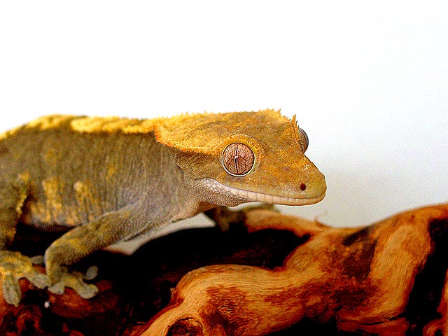 Nice Female