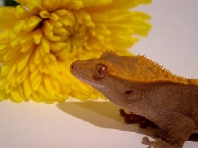crested