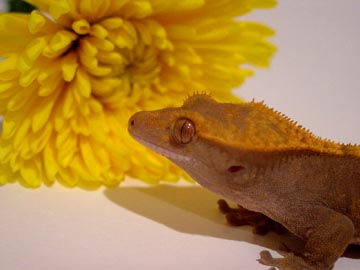 crested