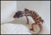 Patternless het Patternless Albino