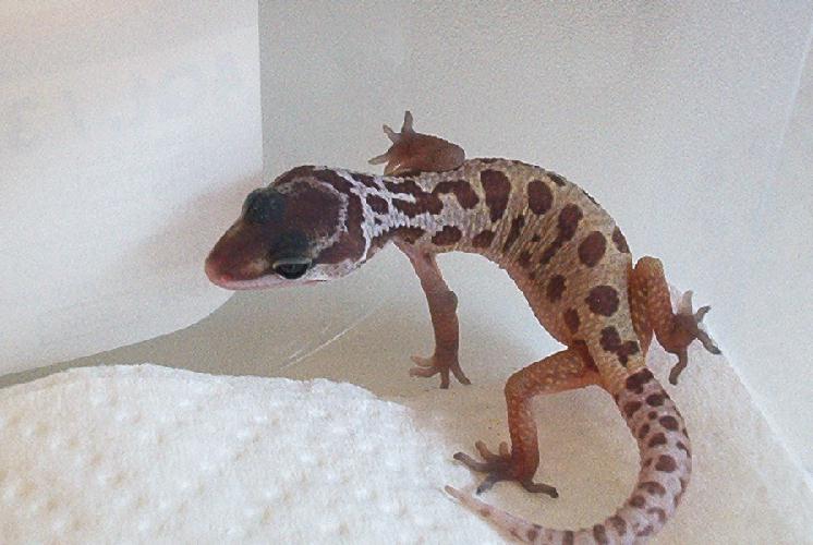 Patternless het Patternless Albino
