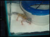 New leo