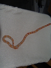 Albino Aberrant