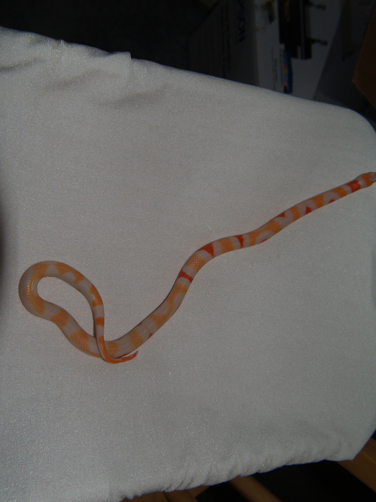 Albino Aberrant