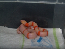 Albino Aberrant Hatchling