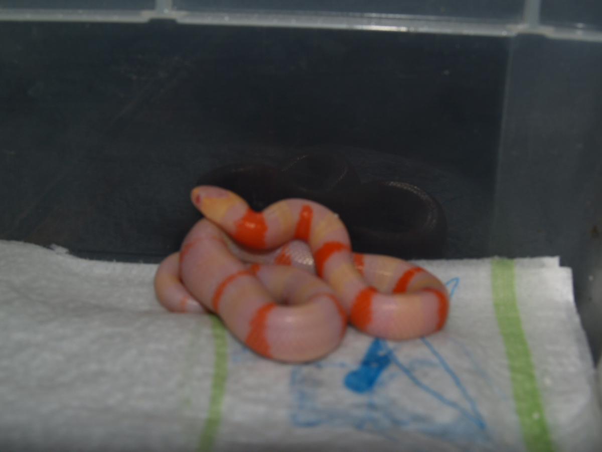 Albino Aberrant Hatchling