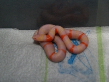 Albino Aberrant 2