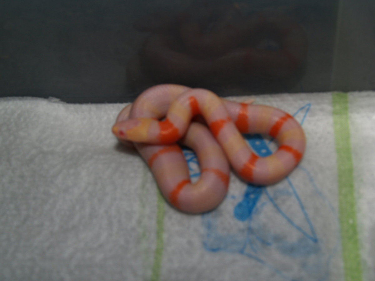 Albino Aberrant 2